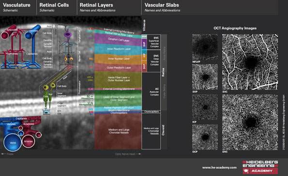 Download Handout Retinal Layers